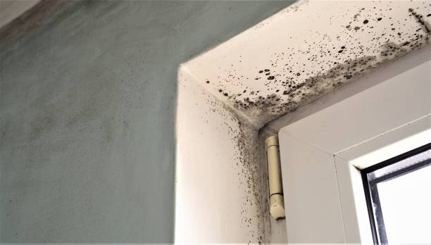 Best Residential Mold Inspection & Testing  in Blackville, SC