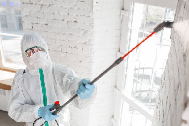 Best Black Mold Removal  in Blackville, SC