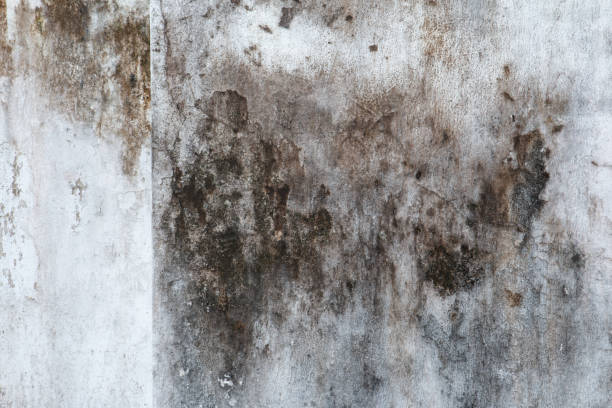 Best Attic Mold Removal  in Blackville, SC