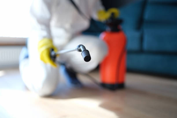 Best Emergency Mold Remediation  in Blackville, SC