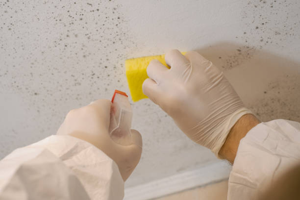 Reliable Blackville, SC Mold Removal Solutions
