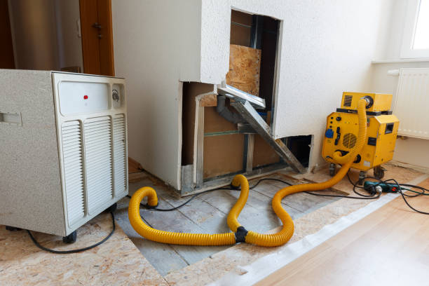 Best Black Mold Removal  in Blackville, SC