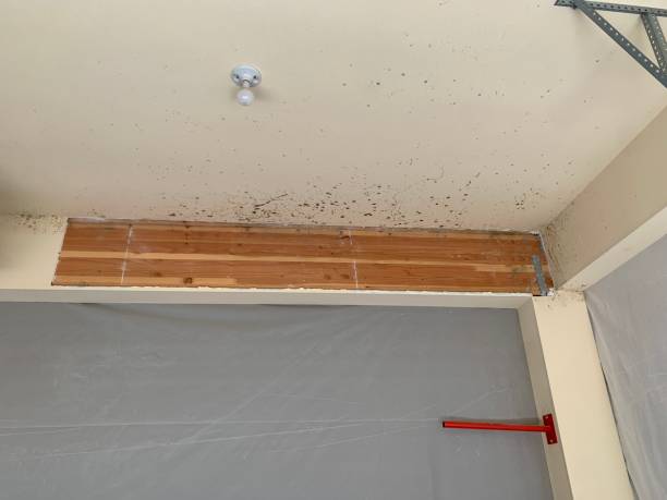 Best Mold Damage Restoration  in Blackville, SC