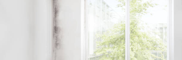 Best Comprehensive Air Testing for Mold Contaminants  in Blackville, SC