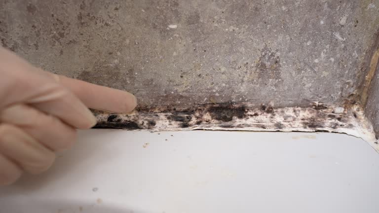 Best Mold Remediation for Healthcare Facilities  in Blackville, SC