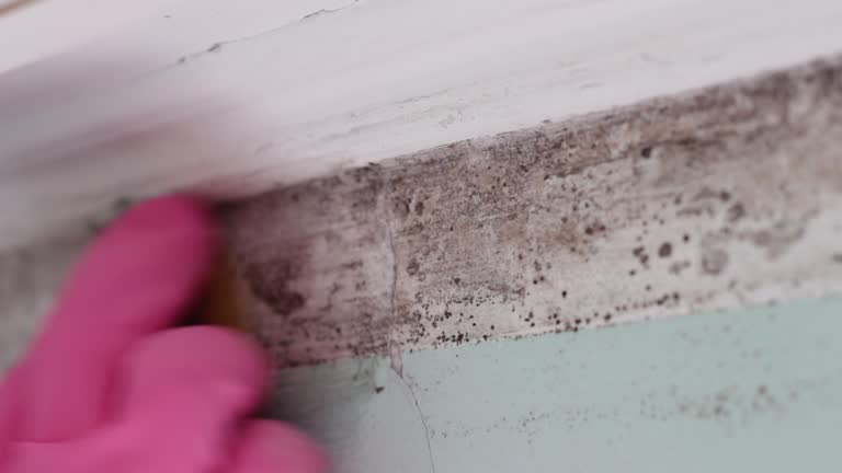 Best Mold Prevention Services  in Blackville, SC